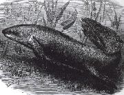 jonathan miller, austrakusk lungfisk
